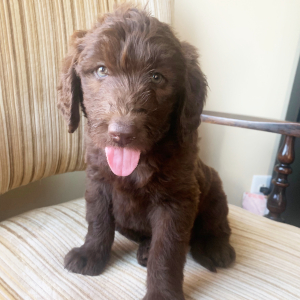 Labradoodle Puppy Kayce