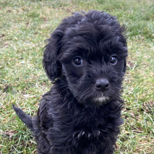 Goldendoodle Puppy Julie