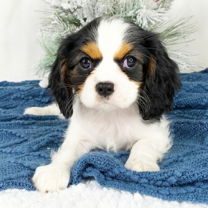 Cavalier King Charles Spaniel Puppy Katie
