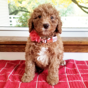 Labradoodle Puppy Ivy
