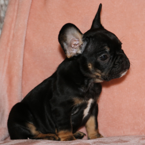 French Bulldog Puppy Jake