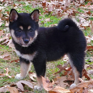 Shiba Inu Puppy Amber