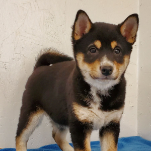 Shiba Inu Puppy Dalton
