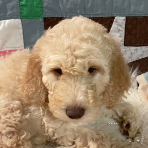 Goldendoodle Puppy Annie