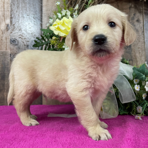Golden Retriever Puppy Art