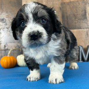 Bernedoodle Puppy Beth
