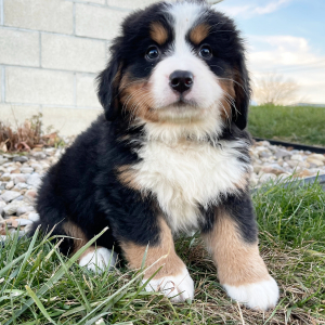 Bernese Mountain Dog Puppy Ella