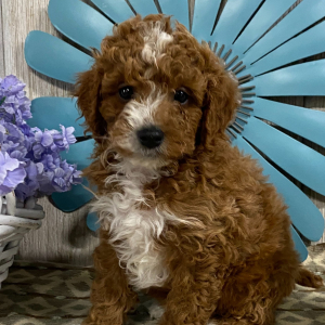 Cavapoo Puppy Karter