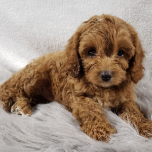 Cavapoo Puppy Bo