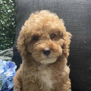 Cockapoo Puppy Champ