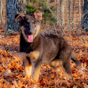 German Shepherd Dog Puppy Ren