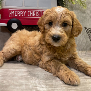 Goldendoodle Puppy Millie