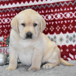 Labrador Retriever Puppy Winnie