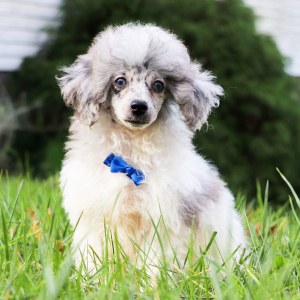 Poodle Puppy Blue
