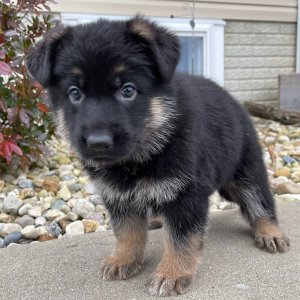German Shepherd Dog Puppy Star
