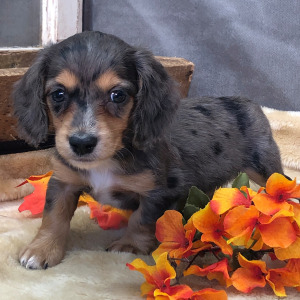Dachshund Puppy Boe
