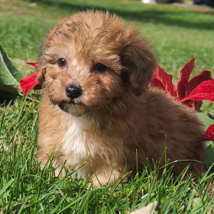 Poodle Puppy Tracer