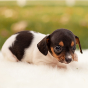 Chiweenie Puppy Elsie
