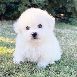 Bichon Frise Puppy Jake