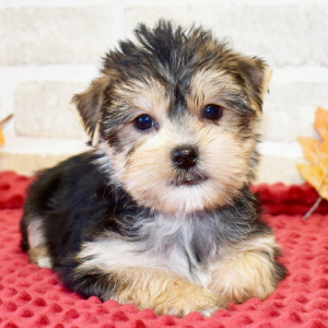 Morkie Puppy Bella