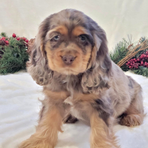 Cocker Spaniel Puppy Ciara