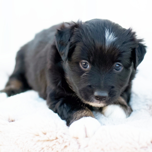 Miniature American Shepherd Puppy Barney