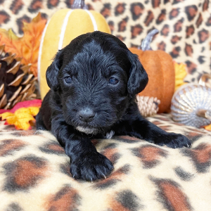 Yorkiepoo Puppy Toby