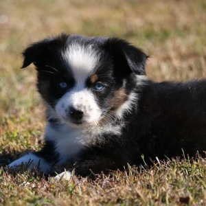 Australian Shepherd Puppy Luna