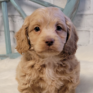 Cockapoo Puppy Lizzie