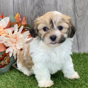 Havanese Puppy Kayla