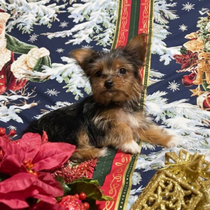 Yorkshire Terrier Puppy Dallas