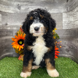Bernedoodle Puppy Lacey