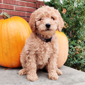 Labradoodle Puppy Sandy