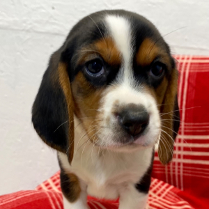 Beagle Puppy Javier
