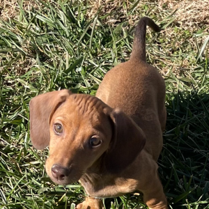 Dachshund Puppy Buckaroo