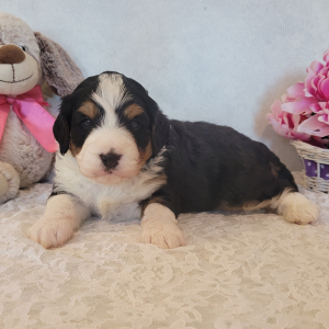 Bernedoodle Puppy Rosco