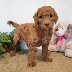 Goldendoodle Puppy Little Sadie