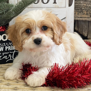 Cavachon Puppy Thatcher