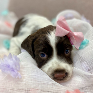 English Springer Spaniel Puppy Autumn