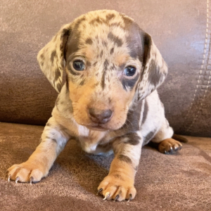 Dachshund Puppy Gibbs