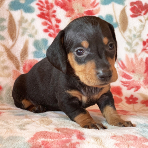 Dachshund Puppy Gideon