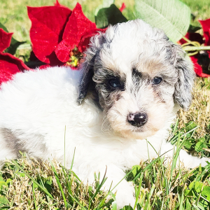 Poodle Puppy Frosty