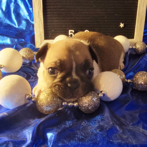French Bulldog Puppy Knoxville