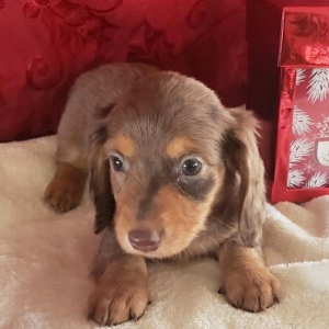 Dachshund Puppy Tripp