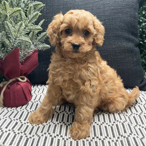 Cavapoo Puppy Andrea