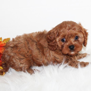 Cavapoo Puppy Ryder