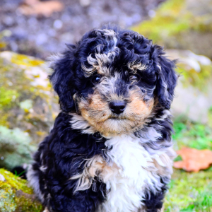 Bernedoodle Puppy Mardi