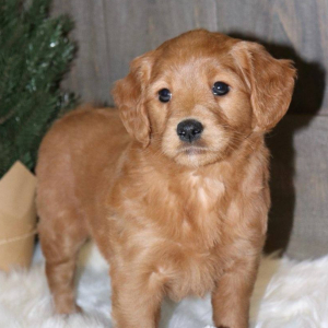 Goldendoodle Puppy Morgan