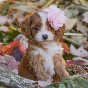 Cavapoo Puppy Sage