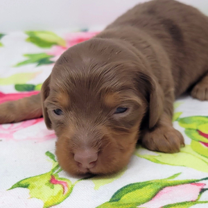 Dachshund Puppy Button
